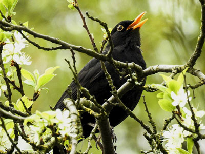 A black bird sitting on a branch  Description automatically generated