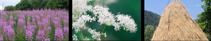 Meadowsweet-Art-cr