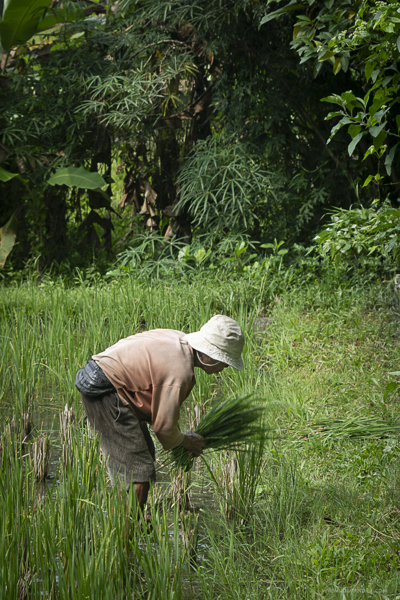 Ubud-09613-2