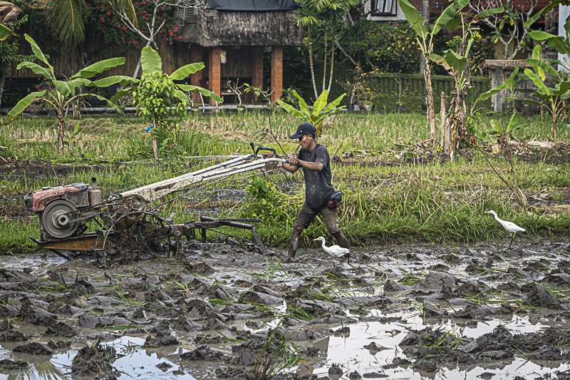 Ubud-09614