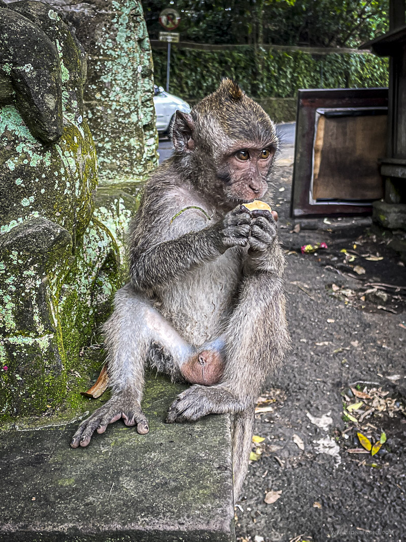 Ubud-2-4