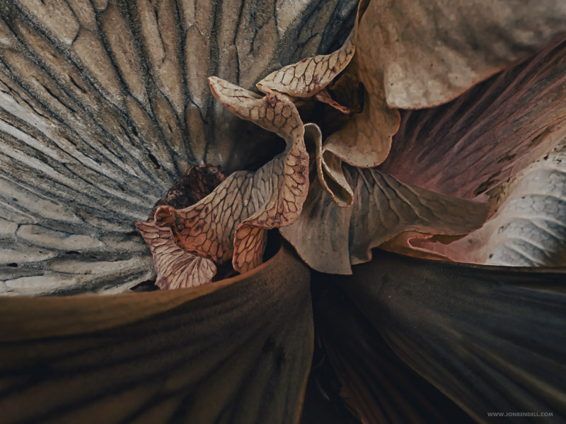 Staghorn-2755