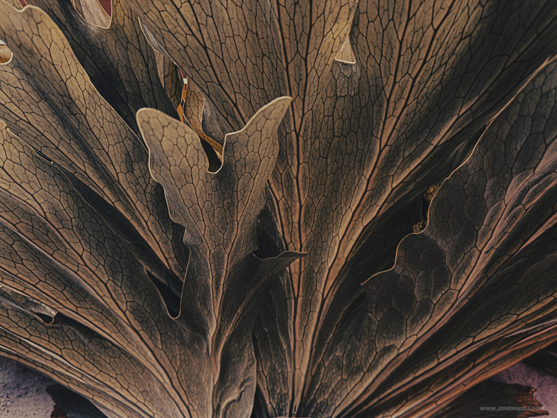 Staghorn-2757