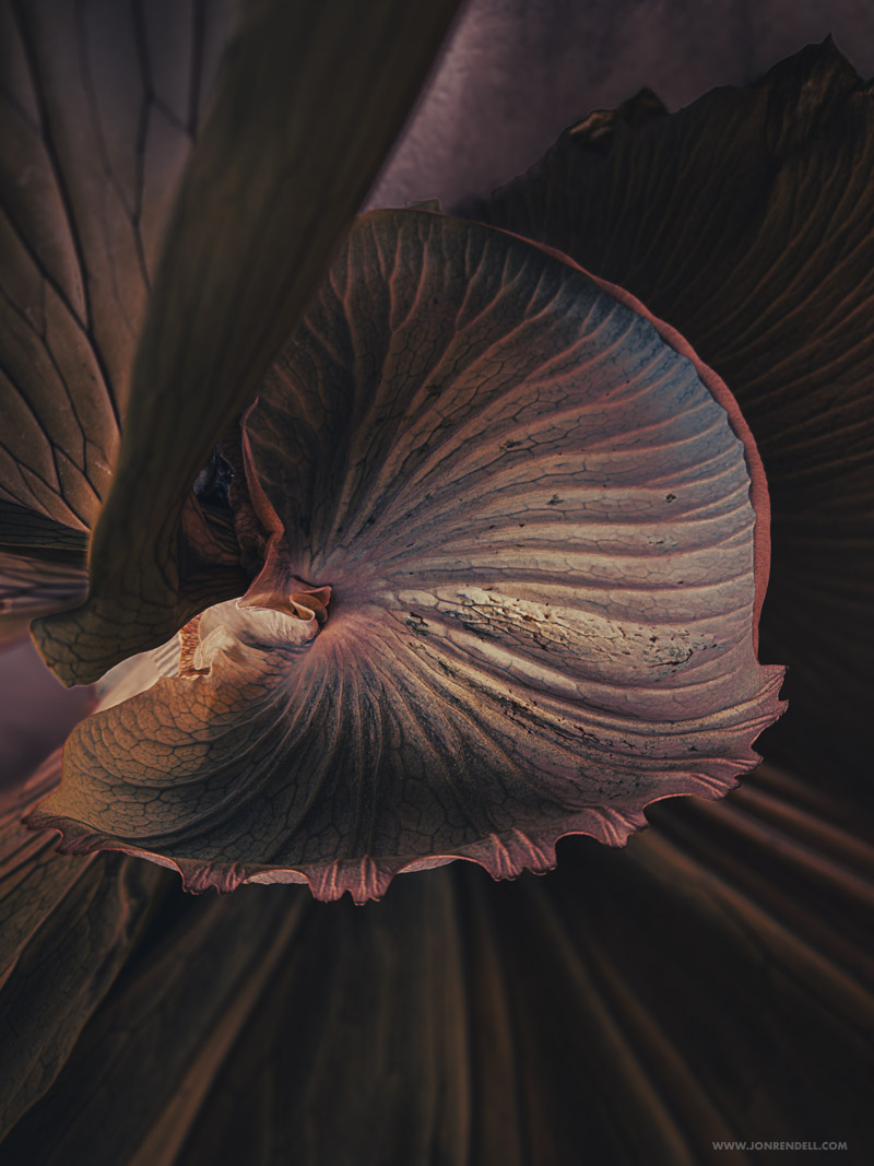 Staghorn-2765