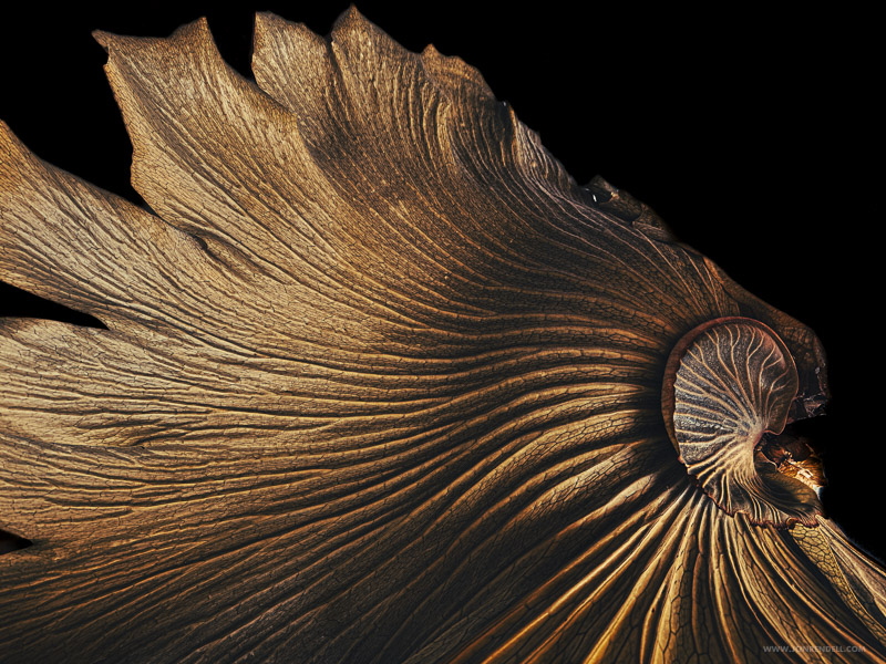 Staghorn-5624