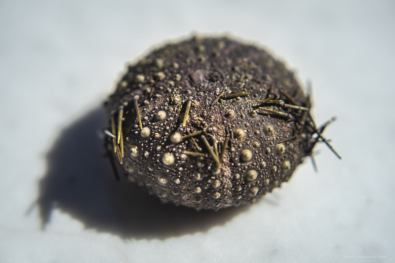 Urchin-03729