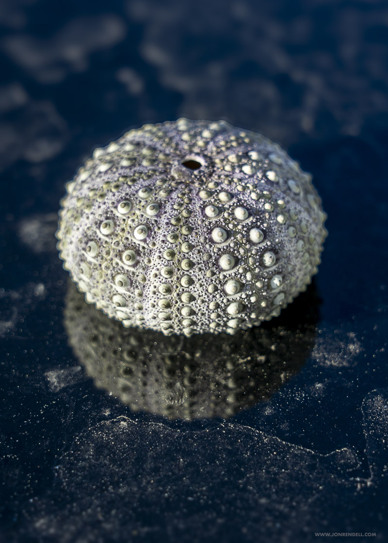 Urchin-04259