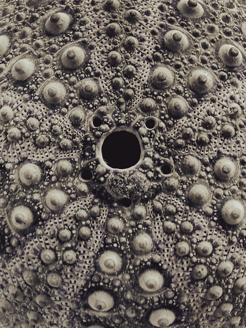 Urchin-1574