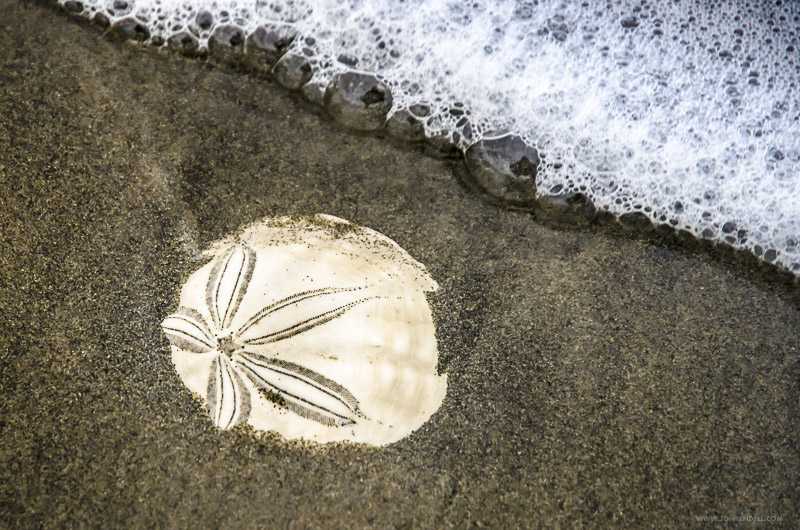 Urchin-1807