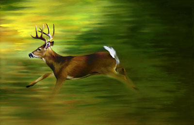 running-deer-cr